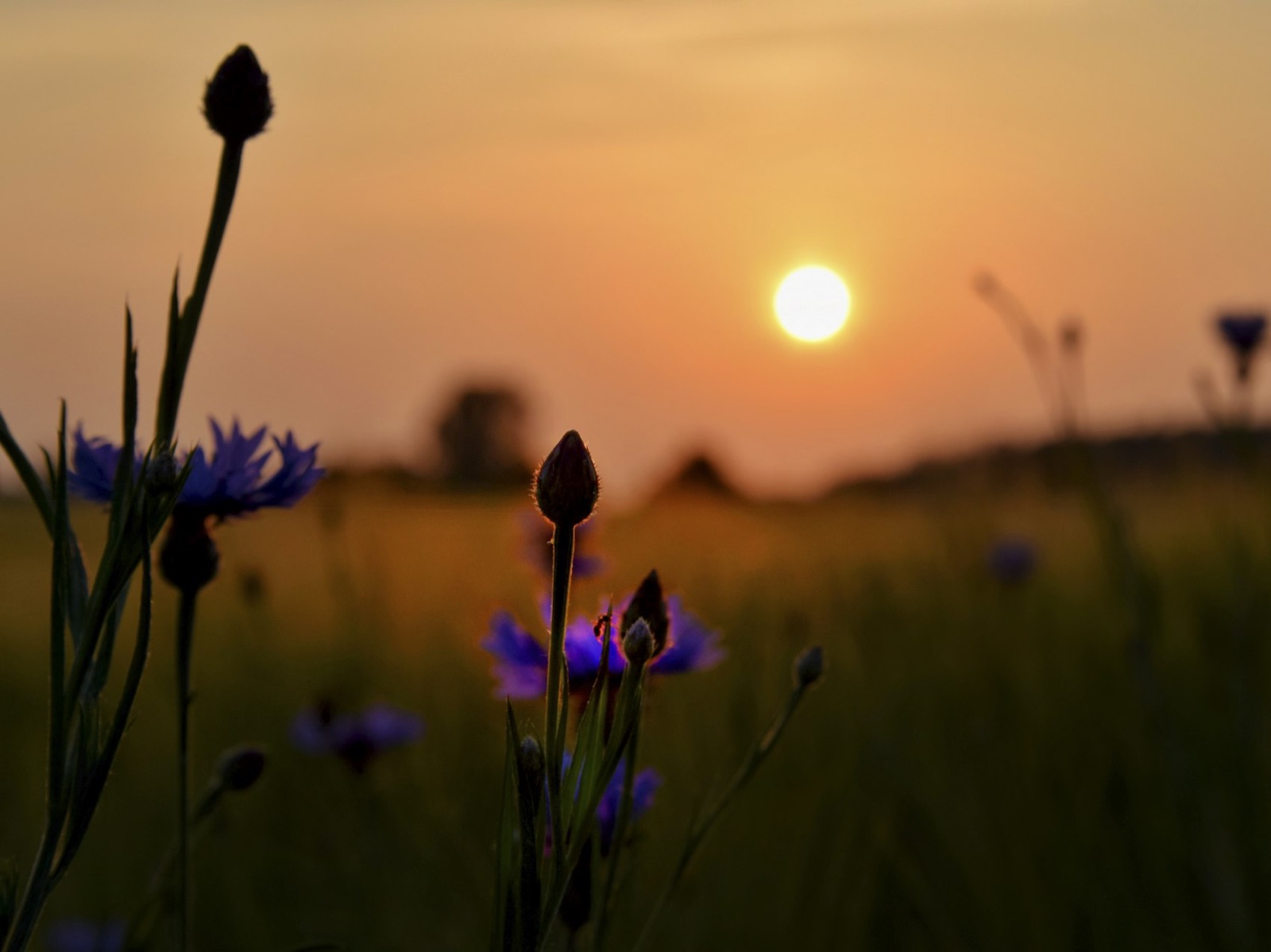 Fleurs sauvages au coucher du soleil